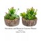 Set of 2 Faux Succulent Plants Assorted 8" Tall Greenery Plant Home Decor